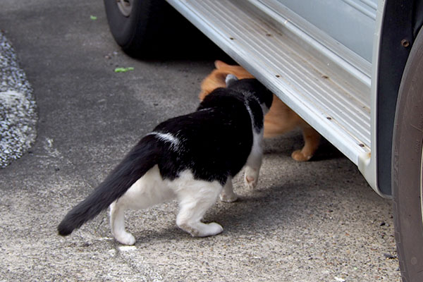 白黒猫が茶トラに近づく