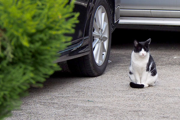 白黒猫　しっぽマフラー