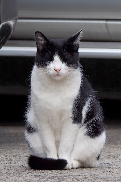 目を閉じている猫　白黒猫　しっぽマフラー