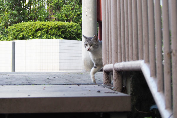 クロム　接近するにゃ