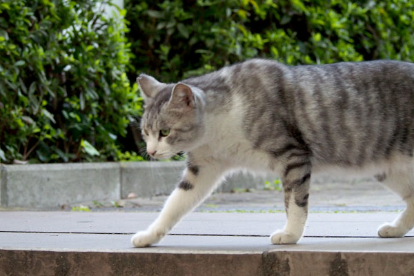 クロム　階段を