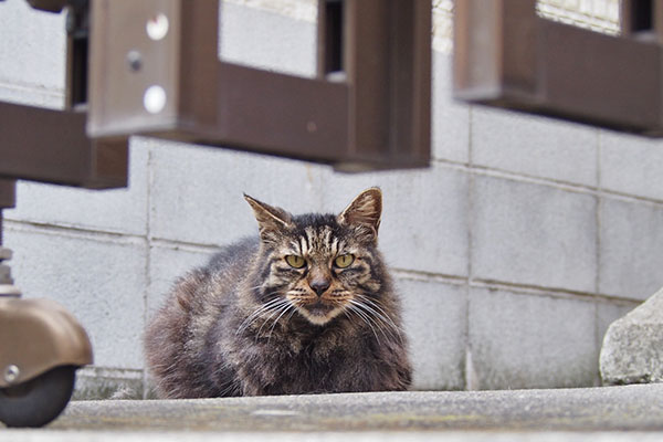 タッチー目がくっきり