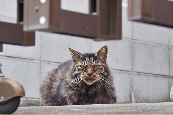 タッチー目がコワイ