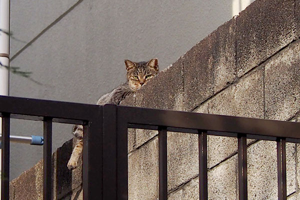 タビッツ　見てる塀の上から