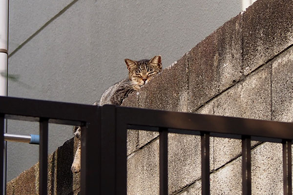 タビッツ来ない