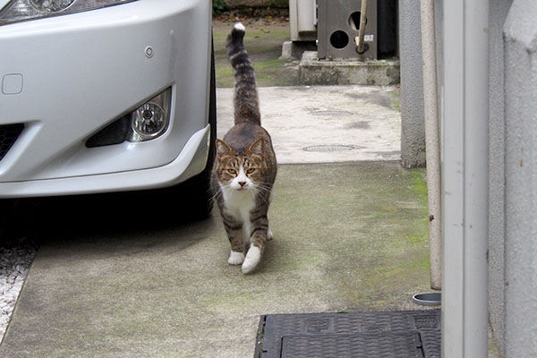 奥から出て来るサーヤ