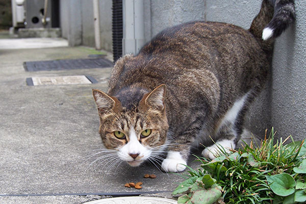 ちょっとコワイ顔のサーヤとカリカリ