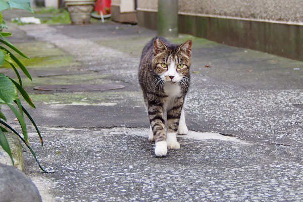 カイ　近づいて来る