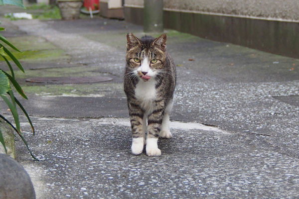 カイ　食べる前のぺろん