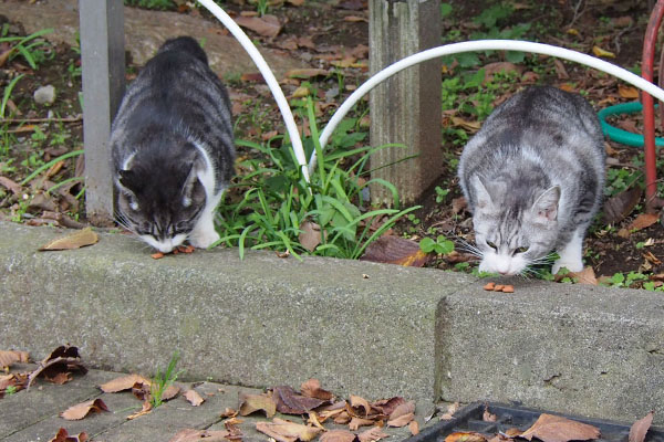 クロムとタンタル　並んで食事