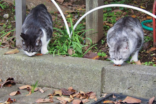 クロムとタンタル　並んで食事２