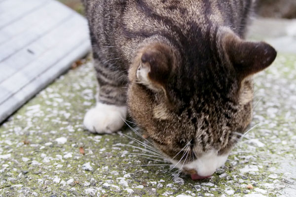 カイ　食べこぼしを探す