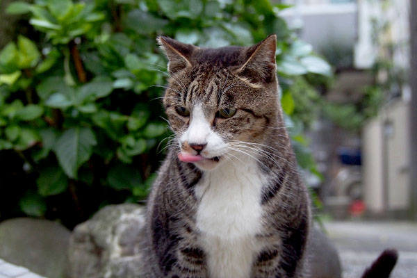 カイ　横ぺろ