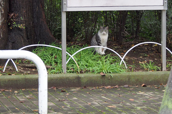 クロム　掲示板の下