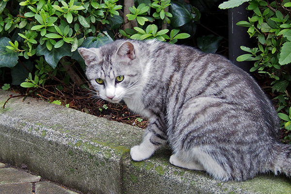 クロム　食べましたニャ