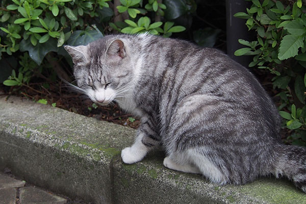 クロム　満足そうなおヒゲ