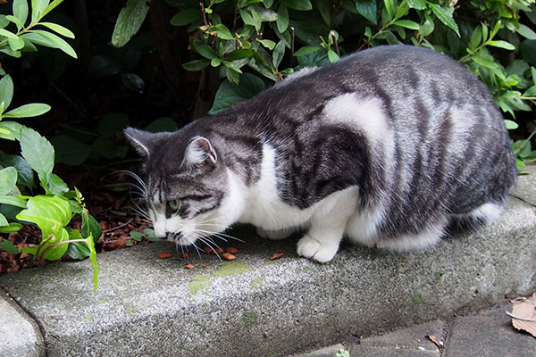 タンタル　食べてる