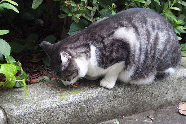 タンタルはゆっくり食べる