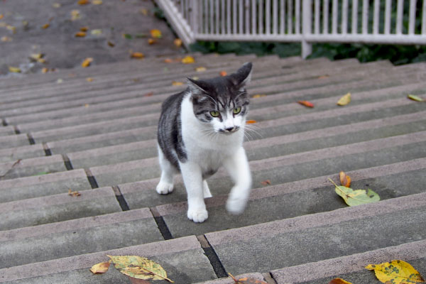 サバ白猫　階段