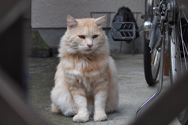 もっさりした猫　ラガマフィン