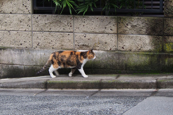 三毛猫　歩く