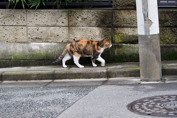 歩く三毛猫