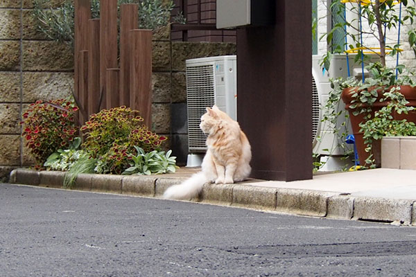 振り返るラガマフィン