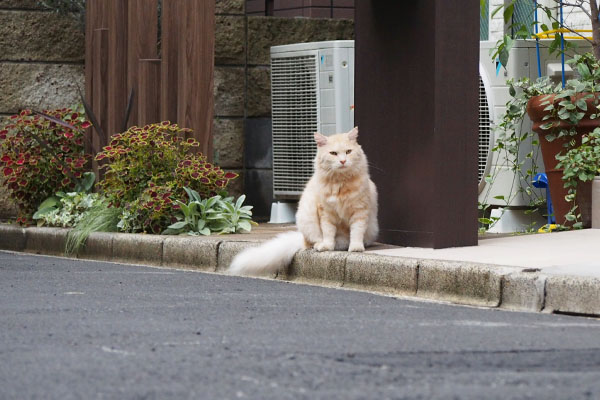 しっぽふぁっさー　ラガマフィン