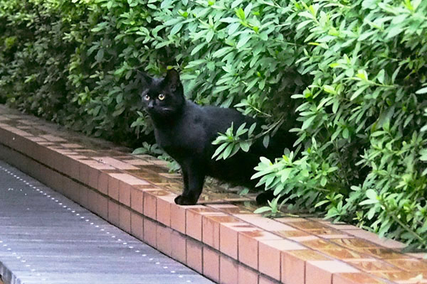遠くを見ている黒仔猫
