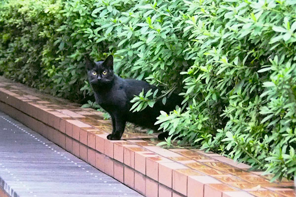 こちらを見るかわいい顔の黒仔猫