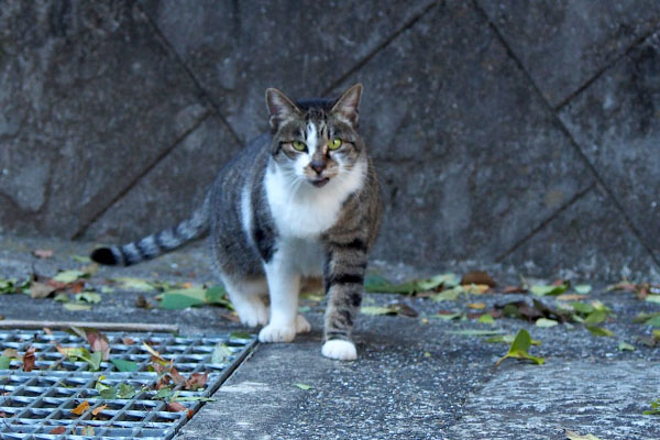 構ってちゃんの雫