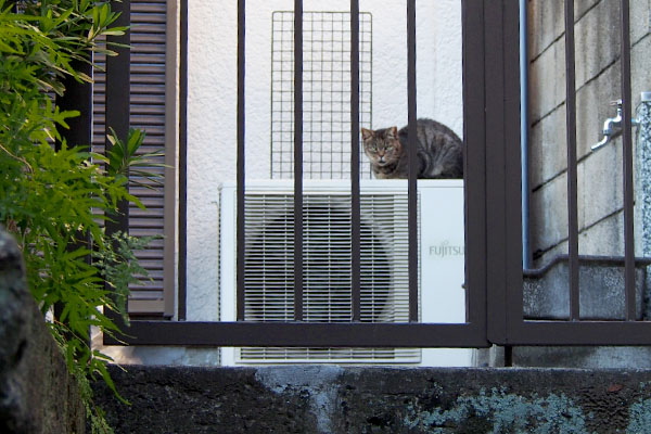 タビッツ室外機の上