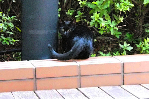 振り向き見る黒仔猫