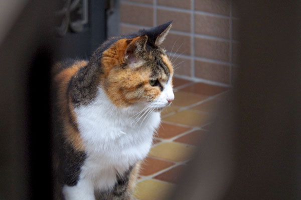 三毛猫　斜め上から横顔