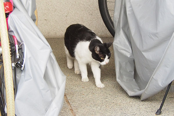 ニコル　自転車の匂いでも