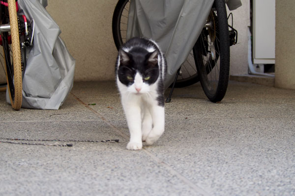 ニコル　まっすぐ来る