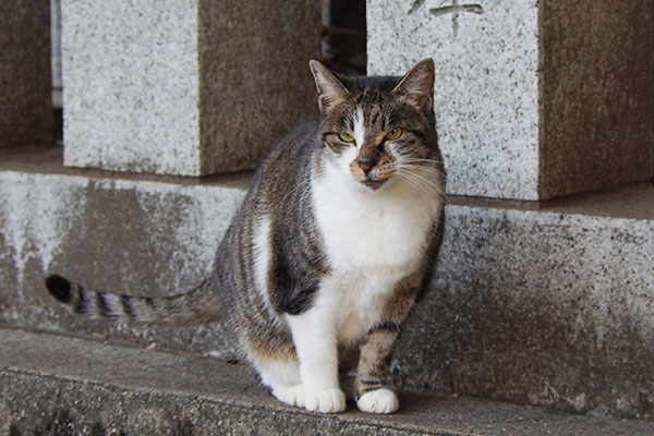 ちゅ～るは最後に食べるにゃ