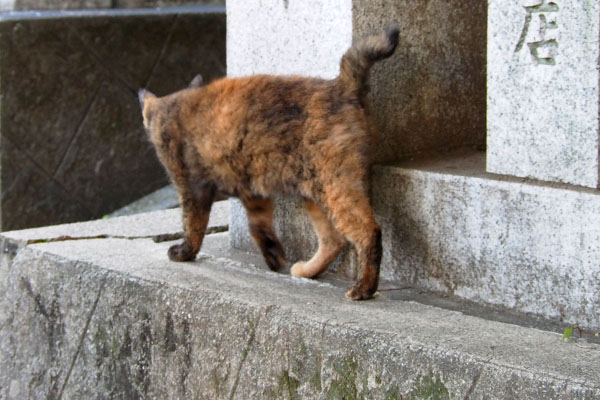 クロテ　周りを確認中