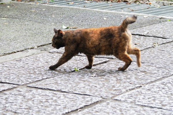 クロテ　雫を避けて移動