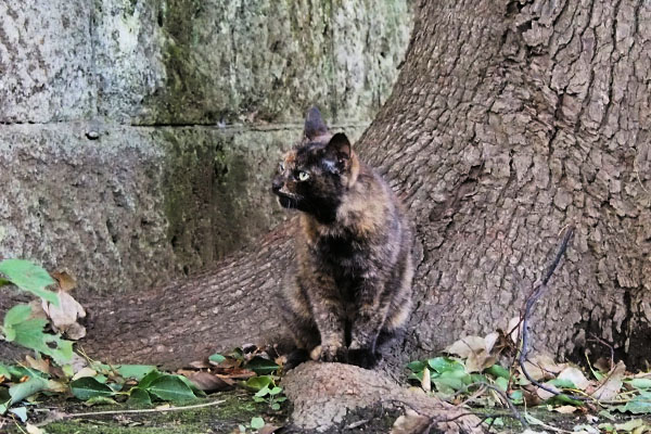 クロテ　遠くの木の下に避難