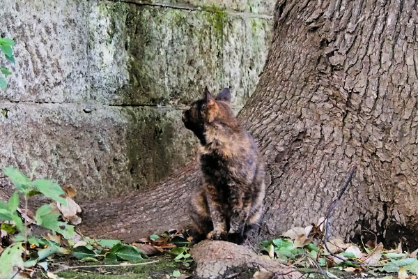 クロテ　上にあがろうかと考える