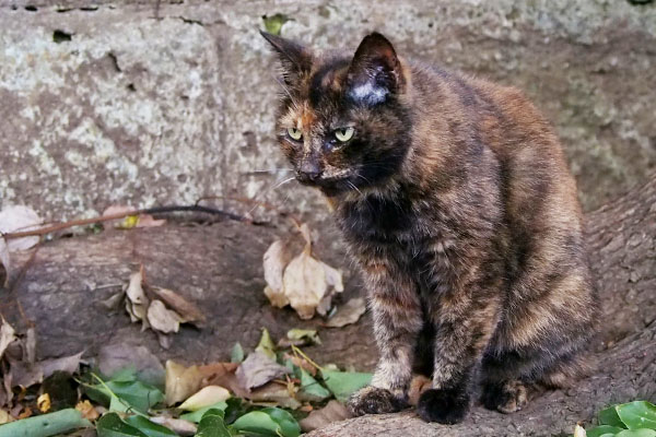 クロテ　雫の動向を伺う