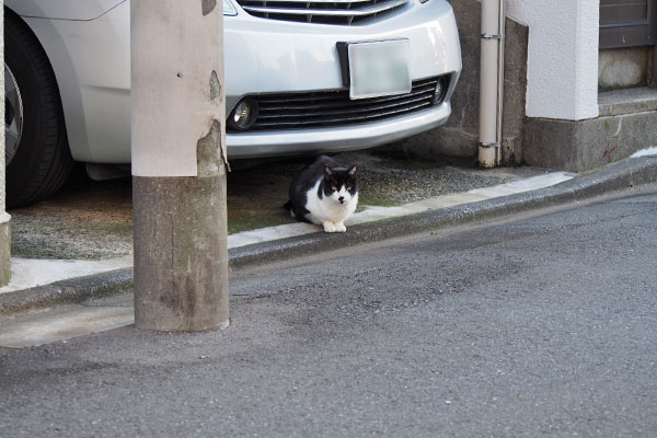 道路の反対側にマシュー