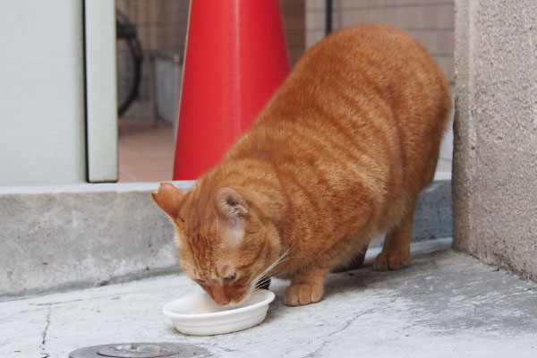 食べるカブ右から