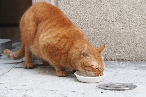 カブ　目を閉じて食べる