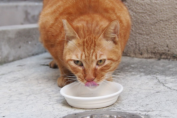 食べるカブ　正面１