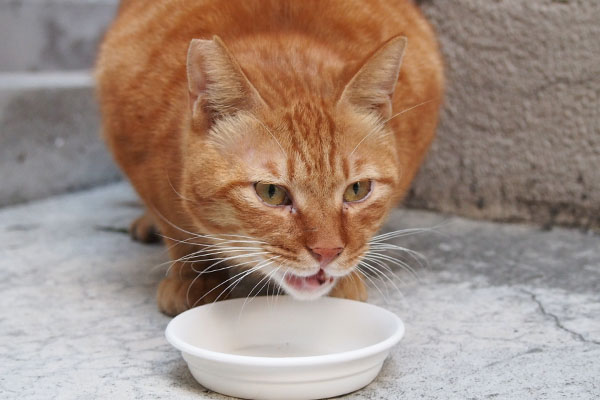 食べるカブ　正面２　茶トラ