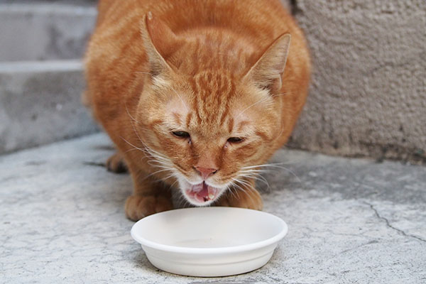 食べるカブ　正面３　変顔