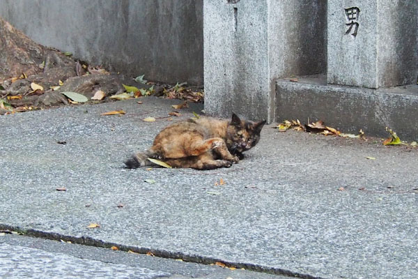 サビ猫　神社猫　ごろん