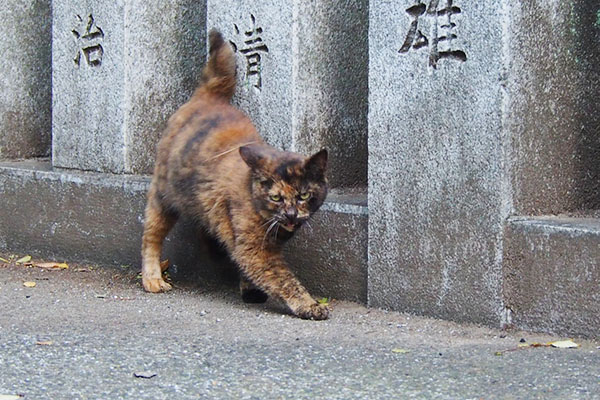 サビ猫　しっぽをあげる猫